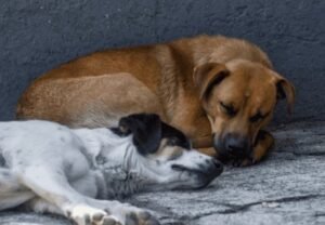 De olfatear COVID a rastrear una plaga: la reinvención de Nala y Tamal